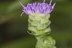 Rough Blazing Star, Liatris Aspera