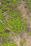 Rough Buttonweed, Diodia teres