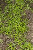 Rough Buttonweed, Diodia teres