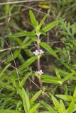 Rough Buttonweed, Diodia teres