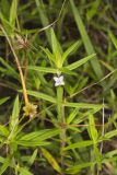 Rough Buttonweed, Diodia teres
