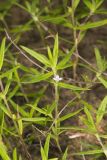 Rough Buttonweed, Diodia teres