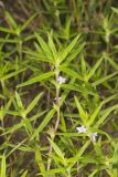 Rough Buttonweed, Diodia teres