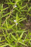Rough Buttonweed, Diodia teres