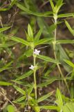 Rough Buttonweed, Diodia teres