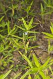 Rough Buttonweed, Diodia teres