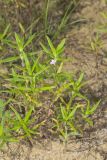 Rough Buttonweed, Diodia teres