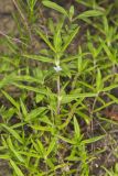 Rough Buttonweed, Diodia teres