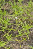 Rough Buttonweed, Diodia teres