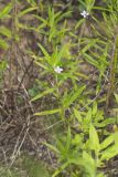 Rough Buttonweed, Diodia teres