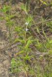 Rough Buttonweed, Diodia teres