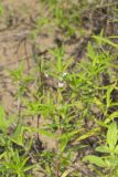 Rough Buttonweed, Diodia teres