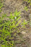 Rough Buttonweed, Diodia teres