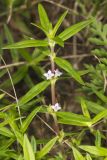 Rough Buttonweed, Diodia teres