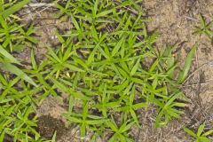 Rough Buttonweed, Diodia teres Rough Buttonweed, Diodia teres