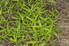 Rough Buttonweed, Diodia teres Rough Buttonweed, Diodia teres