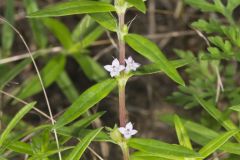 Rough Buttonweed, Diodia teres