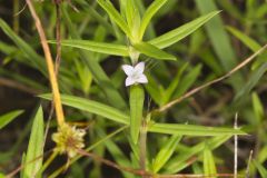 Rough Buttonweed, Diodia teres Rough Buttonweed, Diodia teres
