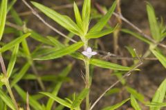 Rough Buttonweed, Diodia teres Rough Buttonweed, Diodia teres