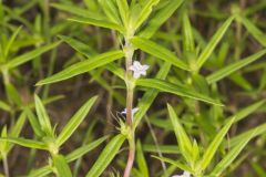 Rough Buttonweed, Diodia teres