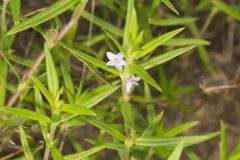 Rough Buttonweed, Diodia teres Rough Buttonweed, Diodia teres