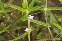 Rough Buttonweed, Diodia teres Rough Buttonweed, Diodia teres