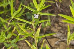 Rough Buttonweed, Diodia teres Rough Buttonweed, Diodia teres