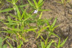 Rough Buttonweed, Diodia teres Rough Buttonweed, Diodia teres