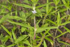 Rough Buttonweed, Diodia teres Rough Buttonweed, Diodia teres