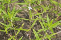 Rough Buttonweed, Diodia teres