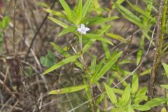 Rough Buttonweed, Diodia teres Rough Buttonweed, Diodia teres