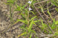 Rough Buttonweed, Diodia teres Rough Buttonweed, Diodia teres