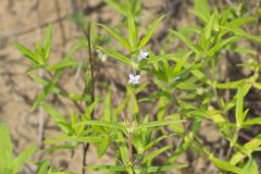 Rough Buttonweed, Diodia teres Rough Buttonweed, Diodia teres