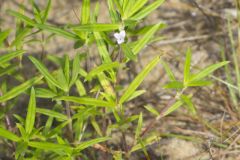 Rough Buttonweed, Diodia teres Rough Buttonweed, Diodia teres