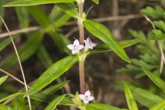 Rough Buttonweed, Diodia teres Rough Buttonweed, Diodia teres
