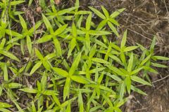 Rough Buttonweed, Diodia teres Rough Buttonweed, Diodia teres