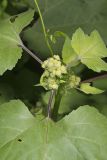 Rough Cocklebur, Xanthium strumarium