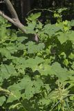 Rough Cocklebur, Xanthium strumarium