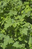Rough Cocklebur, Xanthium strumarium