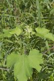 Rough Cocklebur, Xanthium strumarium