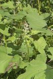 Rough Cocklebur, Xanthium strumarium