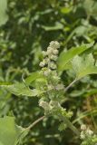 Rough Cocklebur, Xanthium strumarium