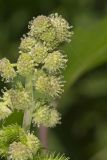 Rough Cocklebur, Xanthium strumarium