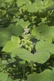 Rough Cocklebur, Xanthium strumarium
