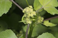 Rough Cocklebur, Xanthium strumarium