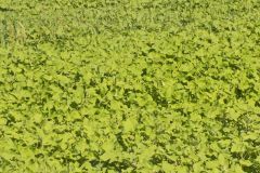 Rough Cocklebur, Xanthium strumarium