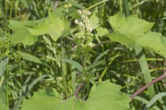 Rough Cocklebur, Xanthium strumarium