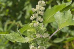 Rough Cocklebur, Xanthium strumarium