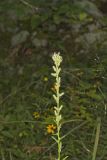 Rough Rattlesnakeroot, Nabalus asperus