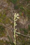 Rough Rattlesnakeroot, Nabalus asperus